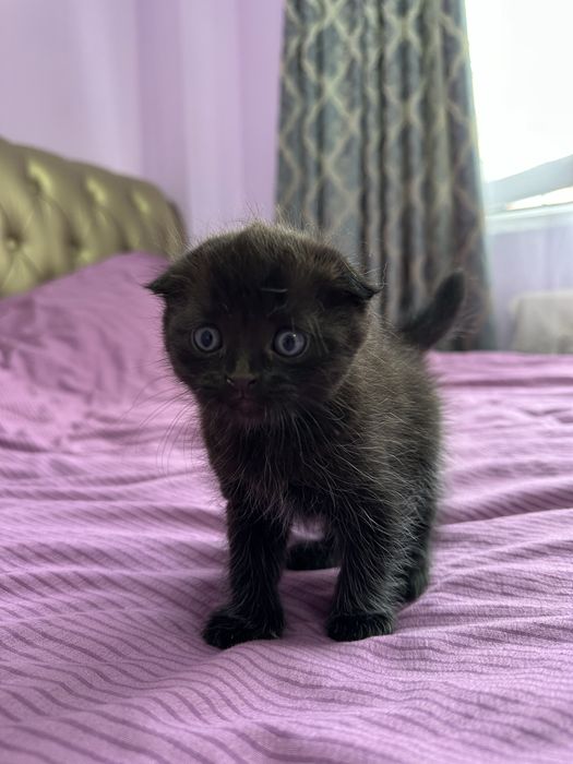 Котенки,вислаухи