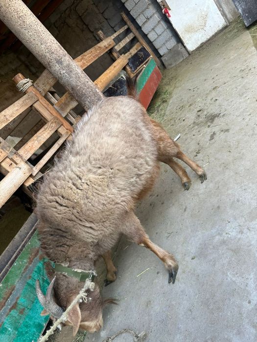 Семіз ешкі.