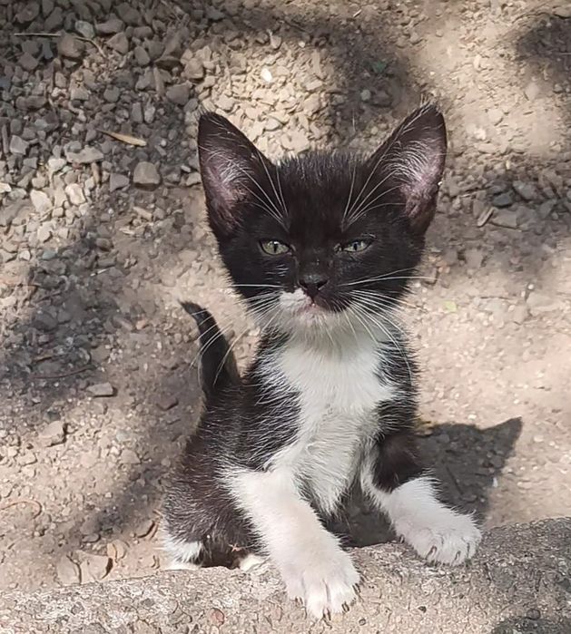 Котенок мальчик 1,5мес в хорошие руки