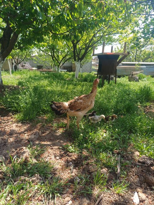 45 ке беріп жіберемін бір жерден