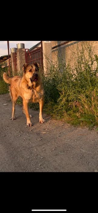 Продам собаку алабай