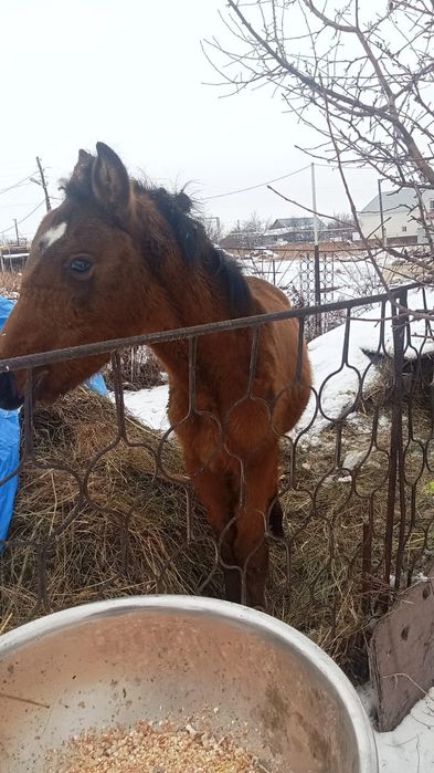 Продается лошадь