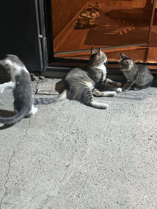 Отдам котят в добрые руки
