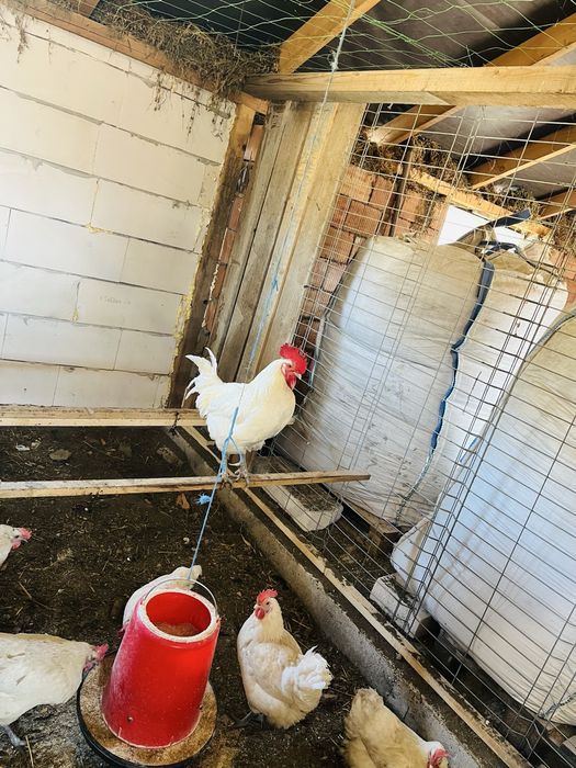 Oua incubat La bresse