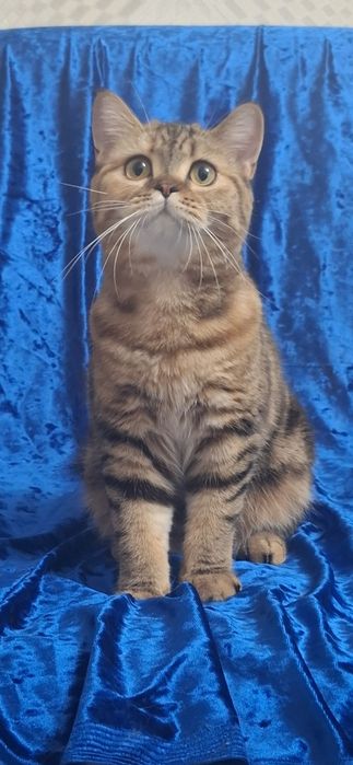 Котята Продам девочку шотландскую скотиш страйт,