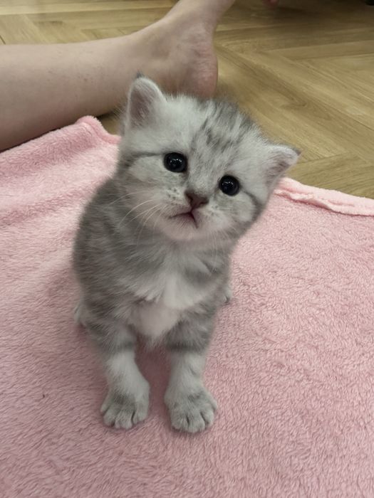 Котята скоттиш фолд вислоухий