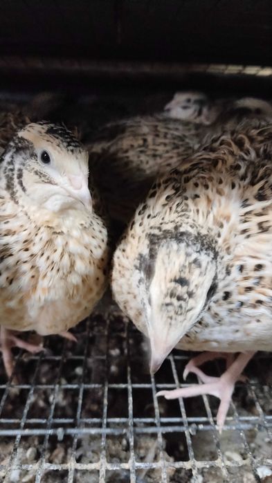 Перепёлки несушки
