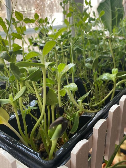 Стеллажик для зелени и микрозелени.