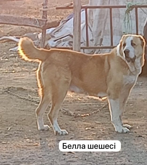 Прививкалары саынган