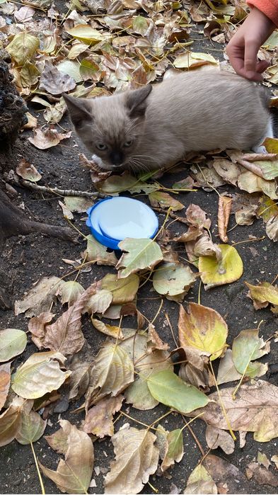 Котенок сиамский мальчик