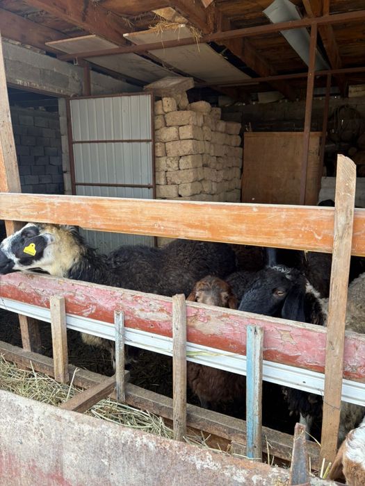 Қойлар сатылады Срочнаа Тараз қаласы