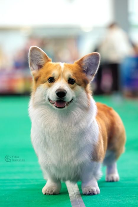 Вельшкорги пемброк