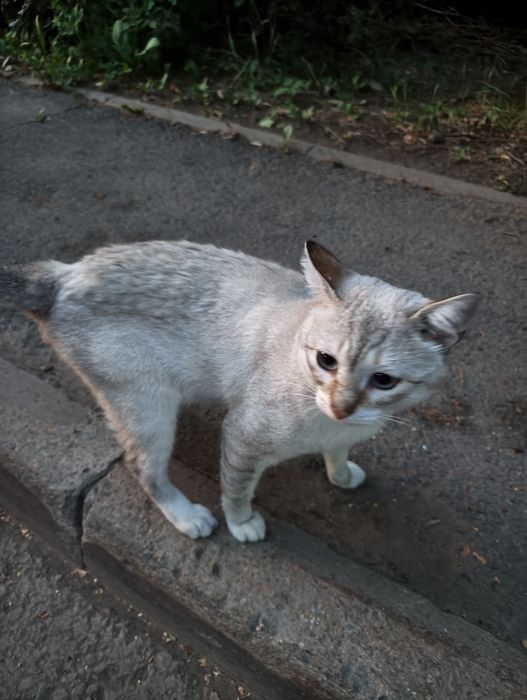 Кот потеряшка !!!