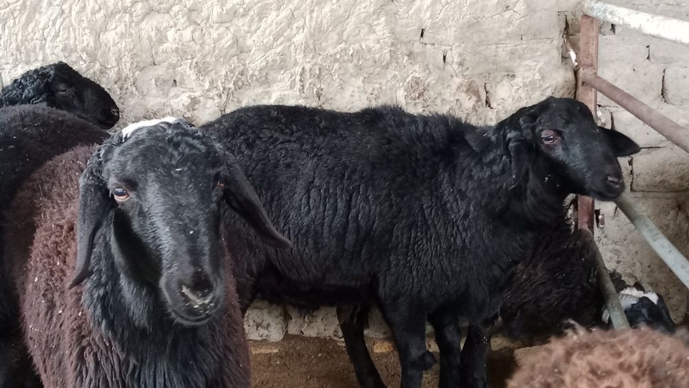 Navoiy Qo'chqorlar sotiladi. Suyib ham beriladi.