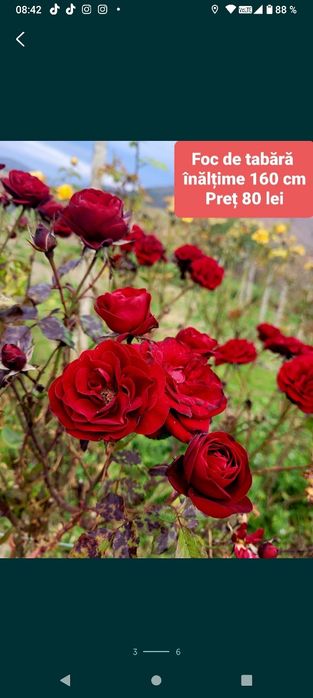 Trandafiri pe picior