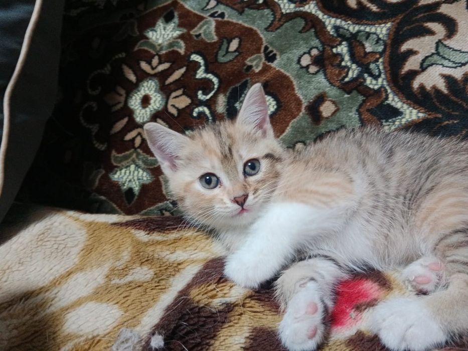 Отдам котят в хорошие руки