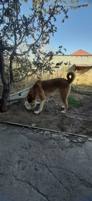 Алабай кровь чистый .