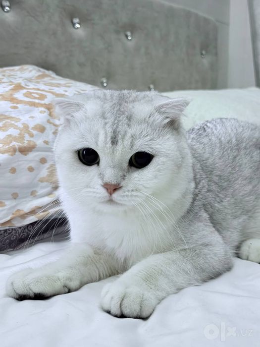 Viyaska seribristaya shinshila erkak