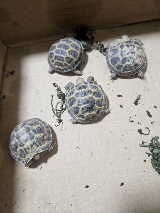 Продаются черепахи малыши