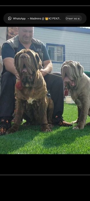 Мастино неаполитано