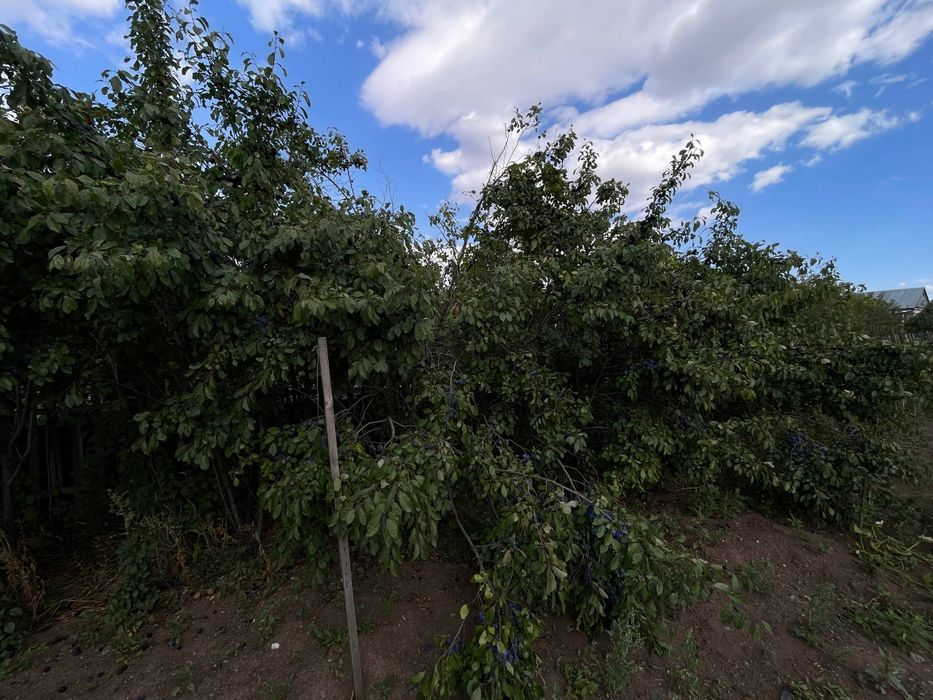 Продаю Тёрн с дачи