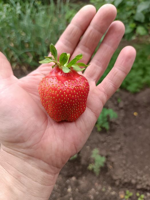 Продам рассаду клубники