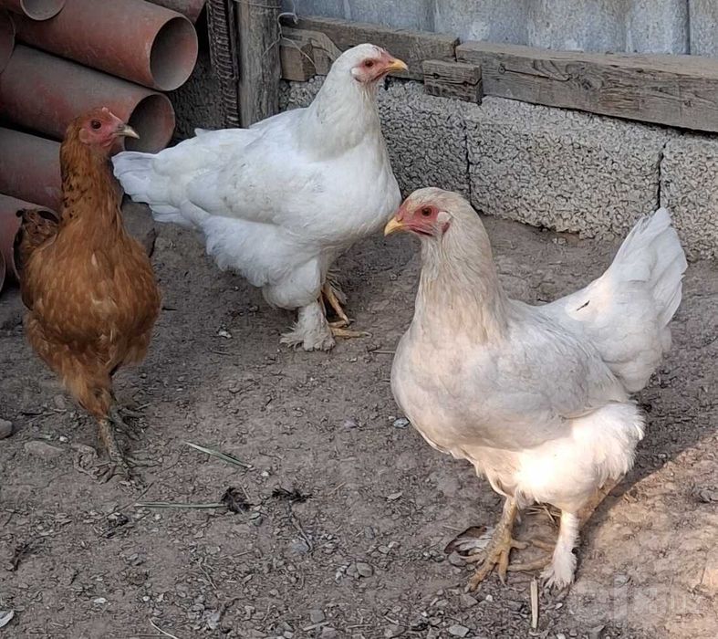 Продам молодых курочек и петушков.
