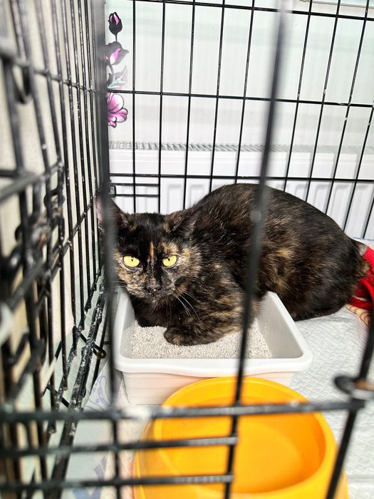 Urgent foster sau Adoptie 2 pisici adulte București