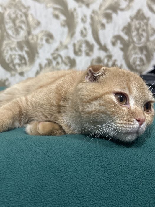 Mushuk sotiladi продается кошка породистая