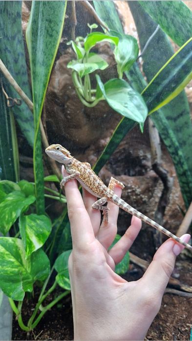 Бородатая агама малыши