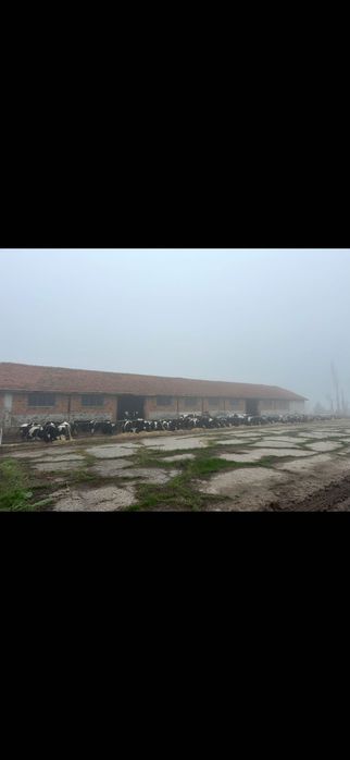 Продава се действаща кравеферма