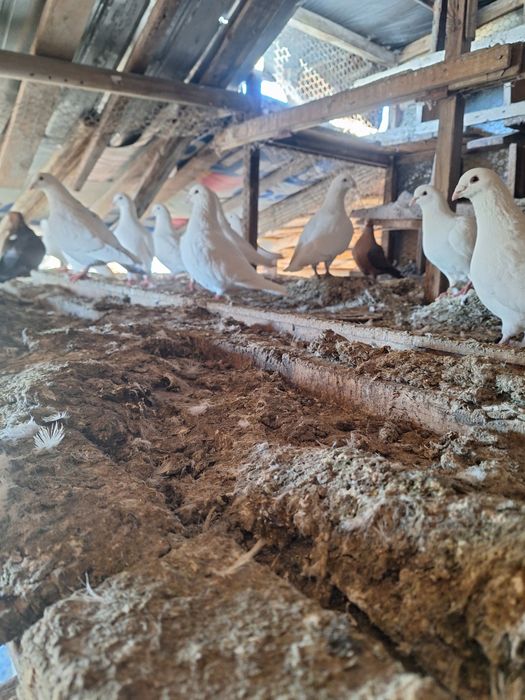 Porumbei voiajori, albi