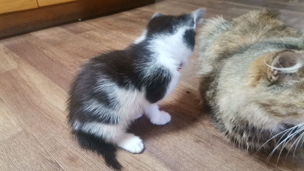 Отдам котят в добрые руки
