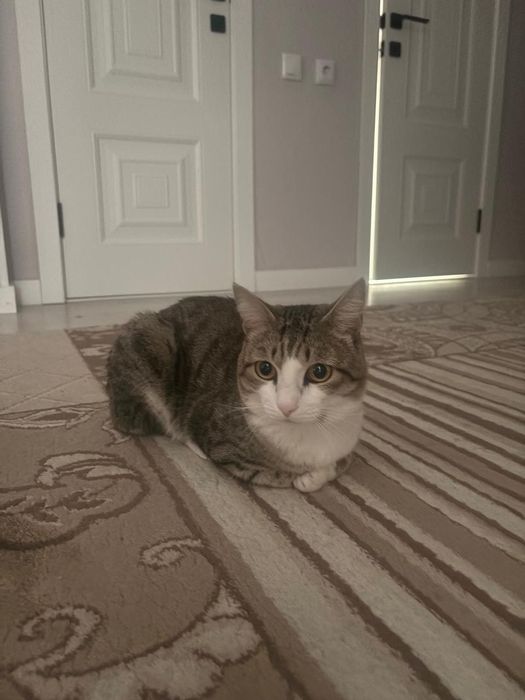 Домашний питомец. Очень хороший