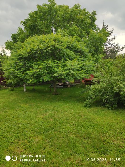 Vând casă în Mitocul Dragomirnei