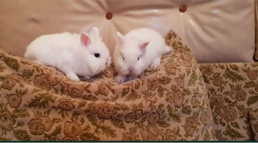 Iepurasi de companie cap de leu pitic