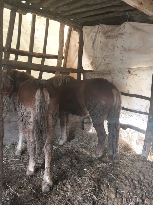 Vând doua iepe semi grele mamă cu fiică