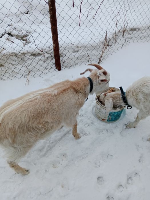 Сельхоз животные