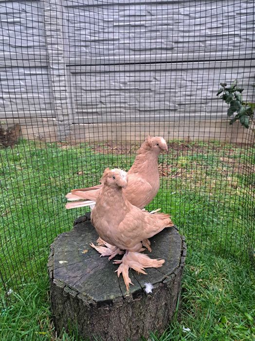 Jucatori de Botoșani  Turturele diamant și razatoare