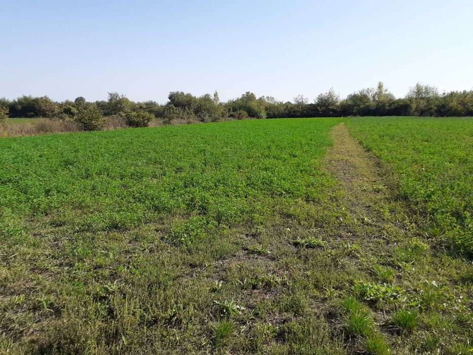 Teren intravila in satul Sannicolau Roman, suprafata de 1,590m patrati