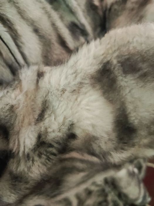 Пальто из чистого кожи кролика