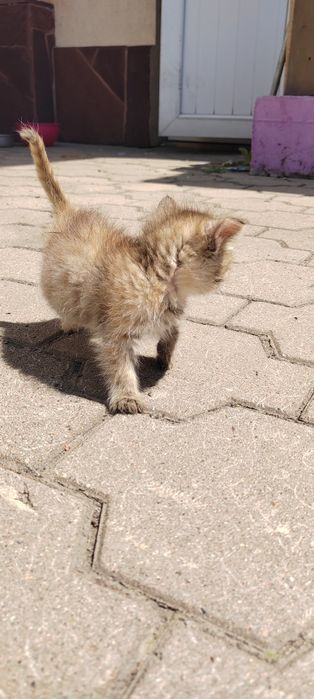 Отдам котят в хорошие руки!!!