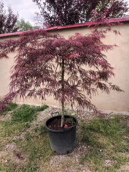 Artar japonez rosu/ acer palmatum dissectum red dragon