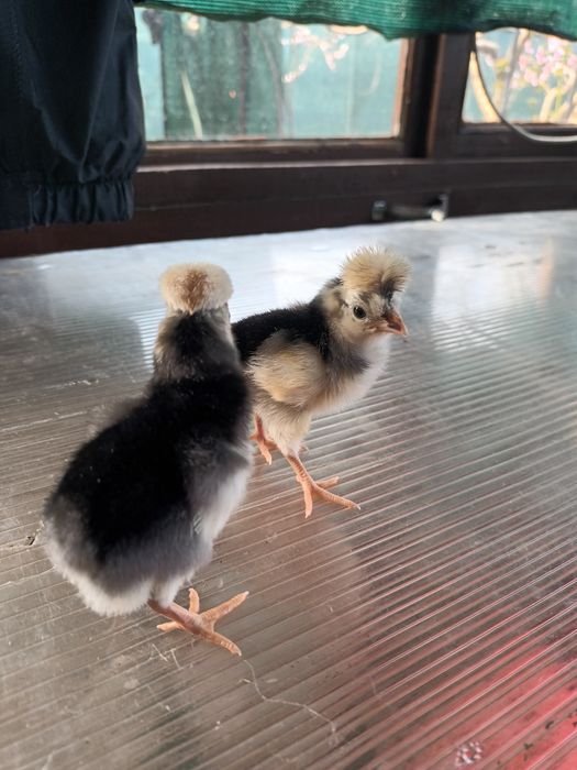 Puisori Motata  Olandeza