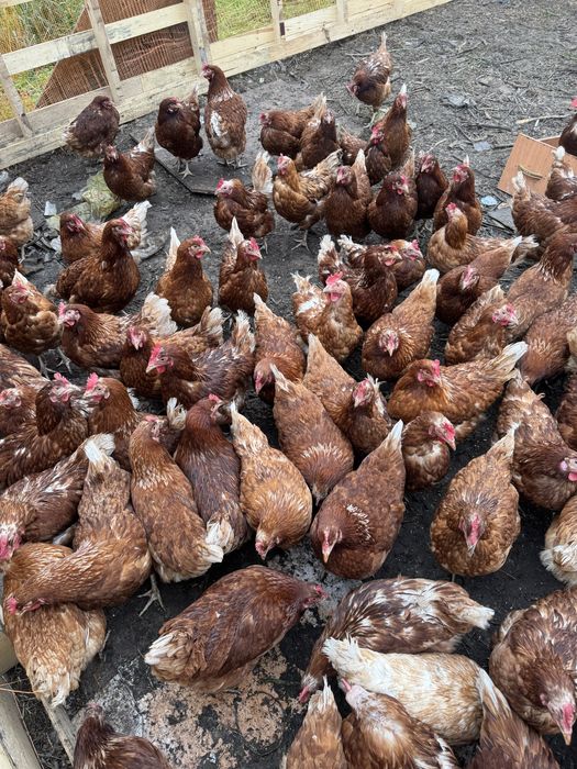 Домашние курицы продам