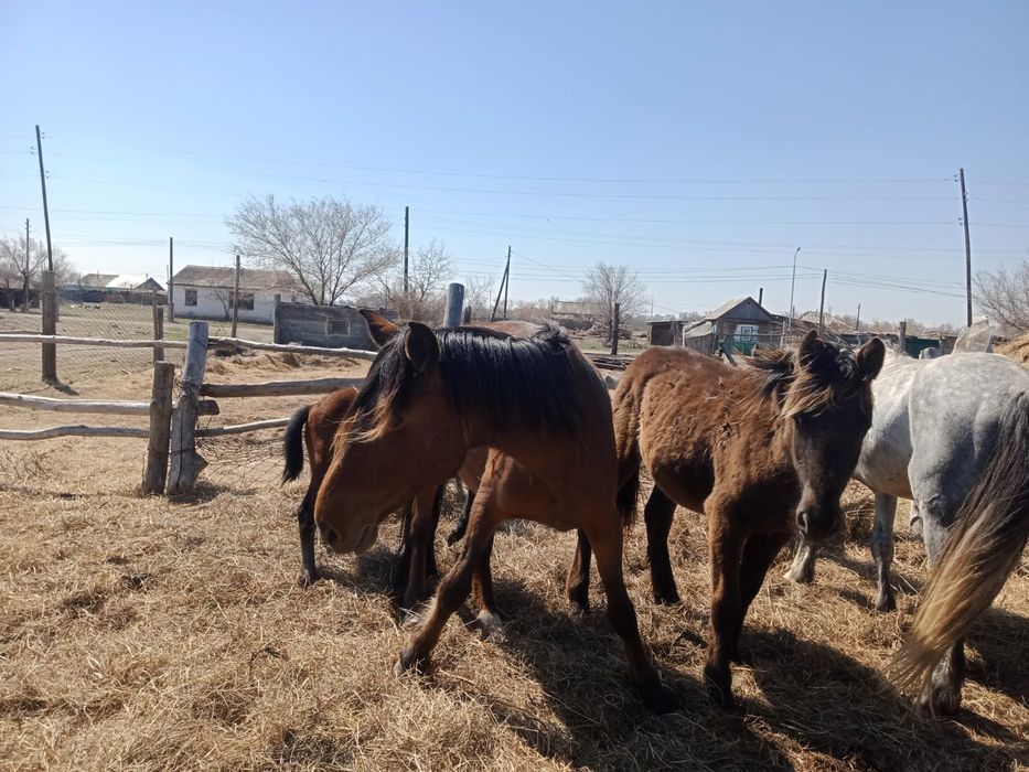 Продам кобыл с жеребятами