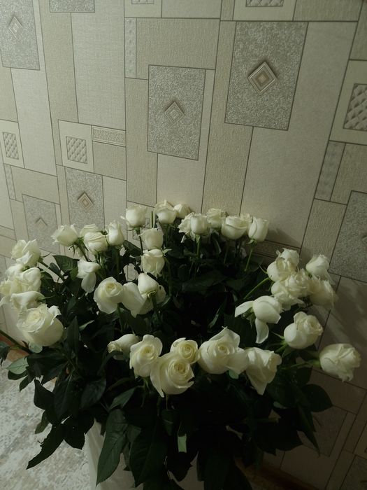 Роза белого цвета