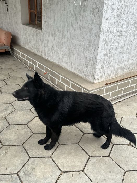 Продам породистого щенка овчарку