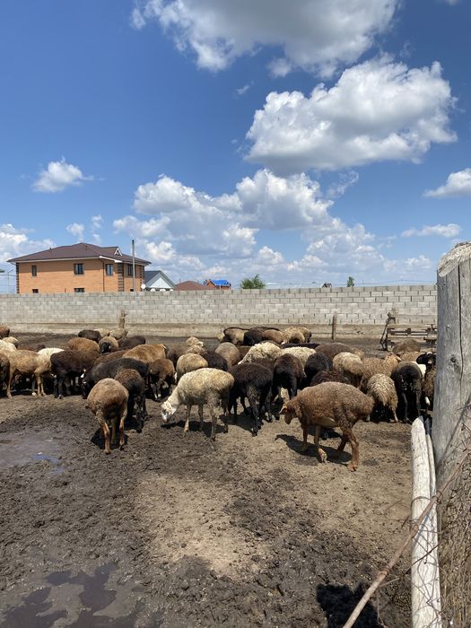 Продам барана токты