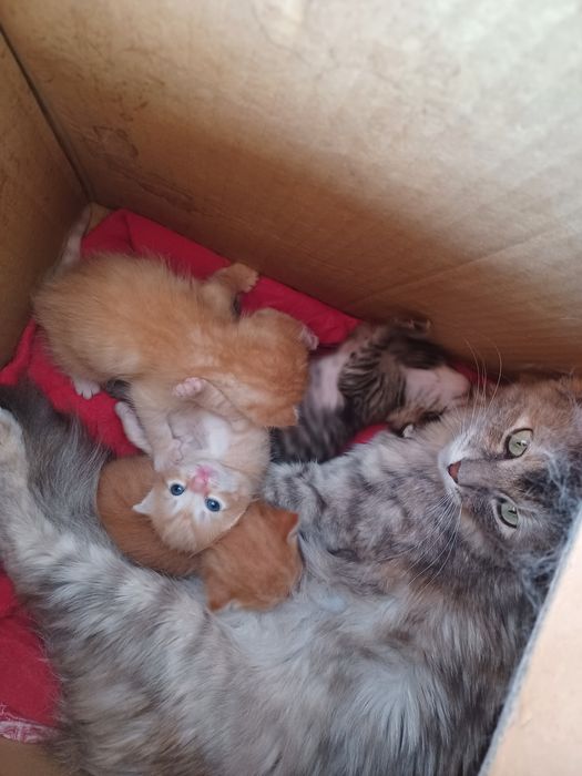 Подарявам котенца